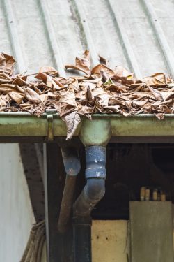 leaves in gutter