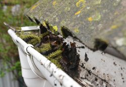 dirty gutter with leaves and green plants