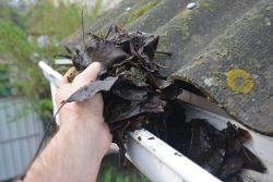 leaves being removed out of gutter