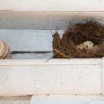 Nest in gutter