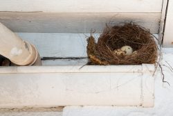 Nest in gutter