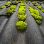 Moss on Roof