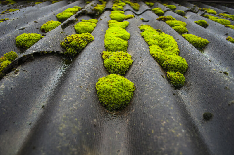 Moss on Roof