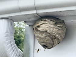 fascia pest prevention